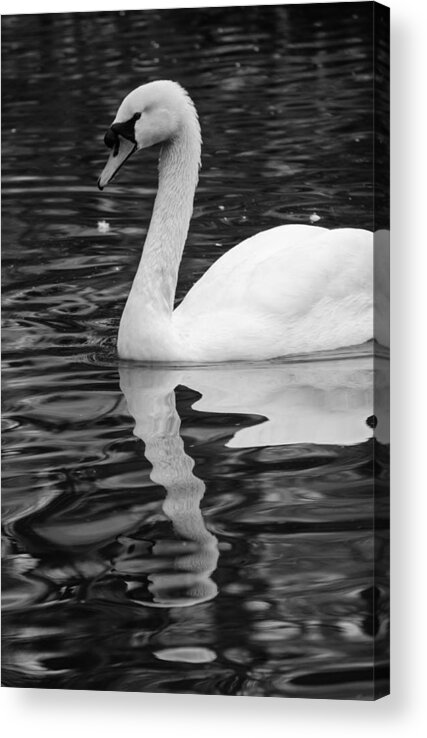 Lake Acrylic Print featuring the photograph Reflection of a white swan by AM FineArtPrints