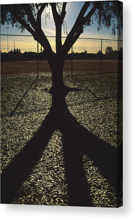 Tree Acrylic Print featuring the photograph Reflections in a Park by Randy Oberg