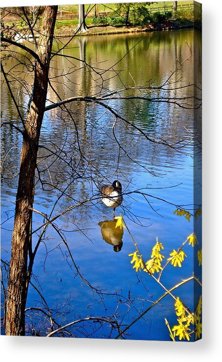 Spring Acrylic Print featuring the photograph Reflections of Spring by Felix Zapata