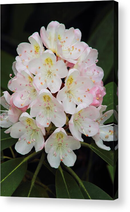 Rhododendron Acrylic Print featuring the photograph Rhododendron maximum by John Burk