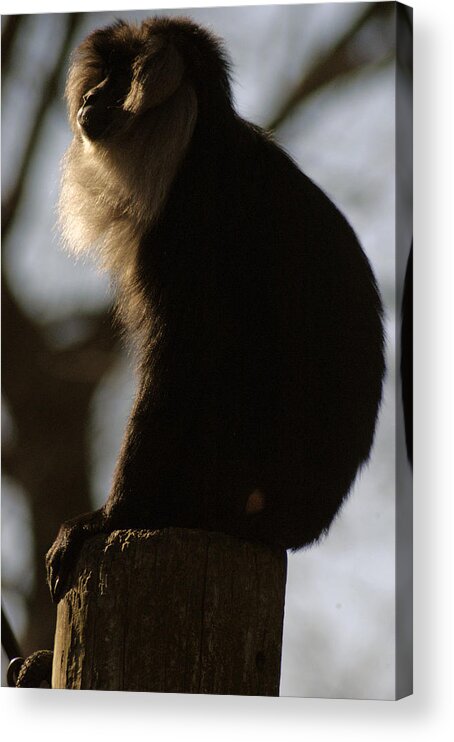 Memphis Zoo Acrylic Print featuring the photograph Rim Light by DArcy Evans
