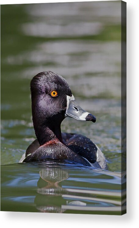 Mark Miller Photos Acrylic Print featuring the photograph Ring-necked Duck Portrait by Mark Miller