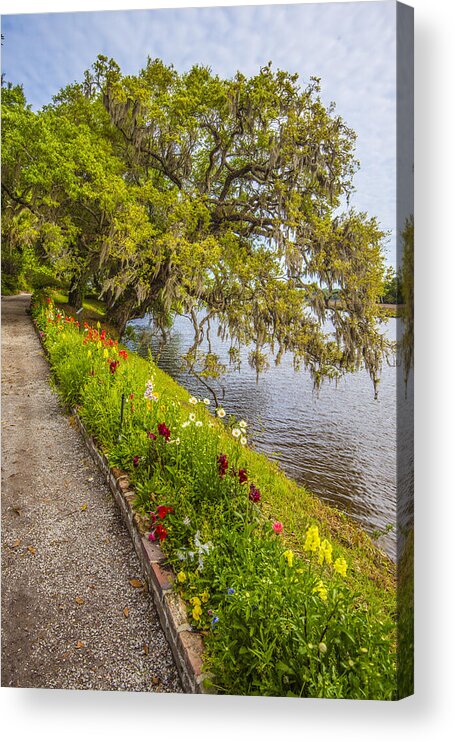 Tree Acrylic Print featuring the photograph River Path 1 by Steven Ainsworth