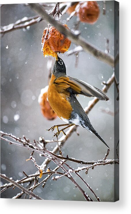Robin Red Breast Acrylic Print featuring the photograph Robin Hanging In There by Marty Saccone