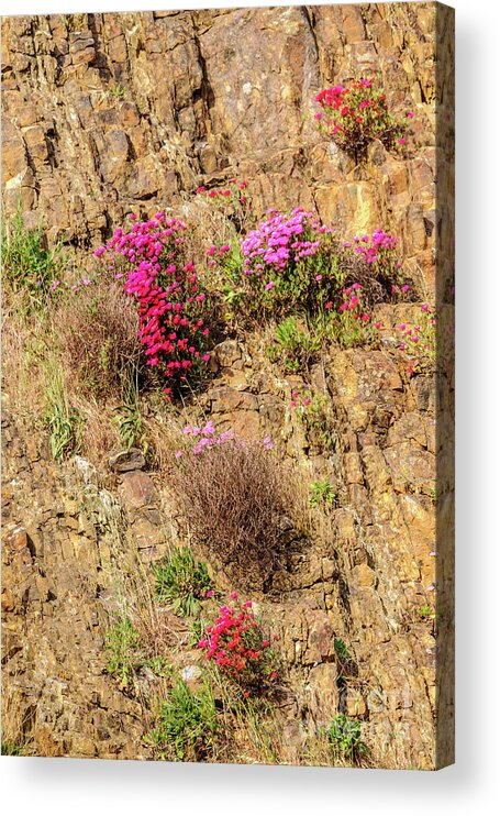 Australia Acrylic Print featuring the photograph Rock Cutting 1 by Werner Padarin