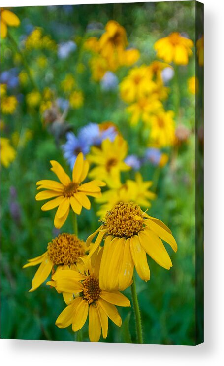 Rocky Mountain Acrylic Print featuring the photograph Rocky Mountain Wildflowers by Cascade Colors