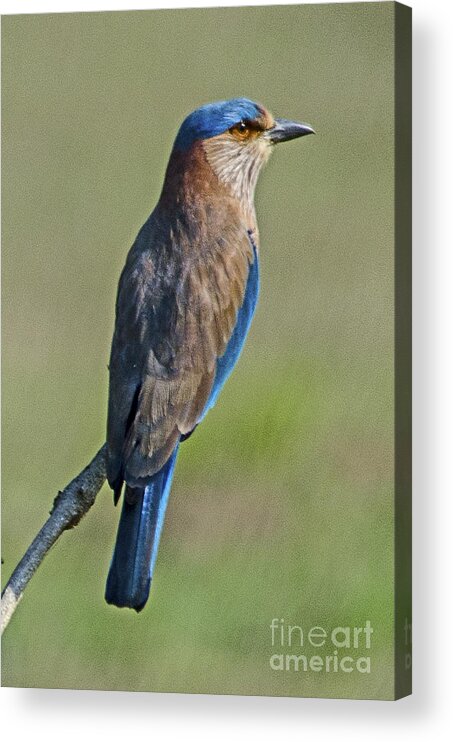 Roller Bird Acrylic Print featuring the photograph Roller looking around by Pravine Chester