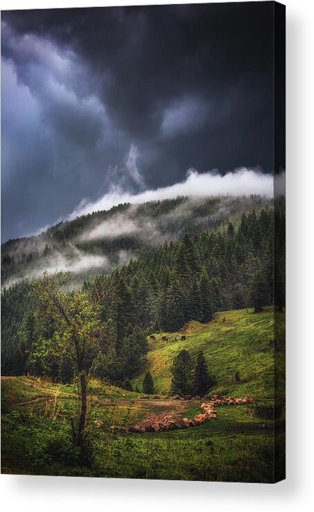Nature Acrylic Print featuring the photograph Rolling Through the Trees by Jason Roberts