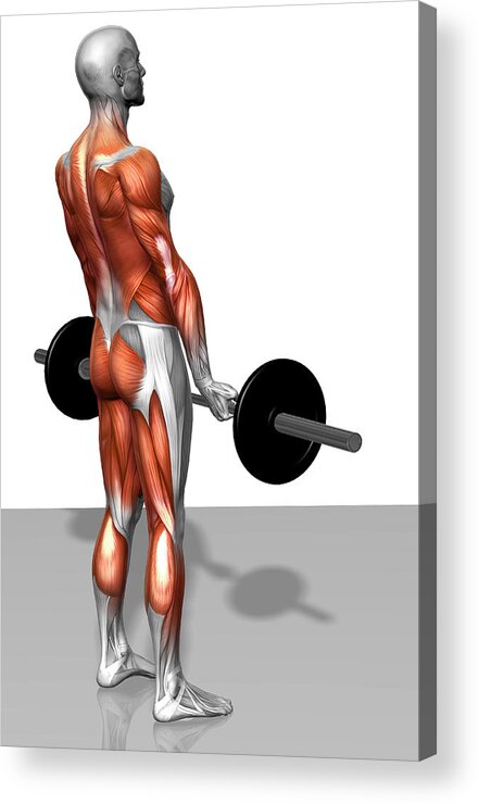 Vertical Acrylic Print featuring the photograph Romanian Deadlift (part 2 Of 2) by MedicalRF.com