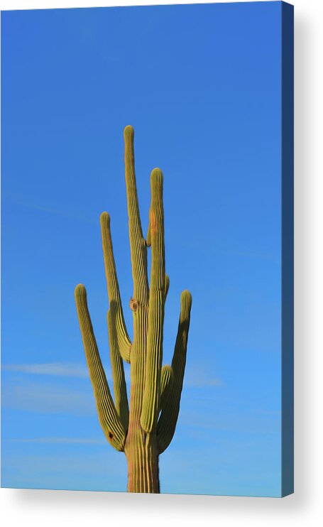 Saguaro Acrylic Print featuring the photograph Romantic Skies Saguaro Cactus by Aimee L Maher ALM GALLERY