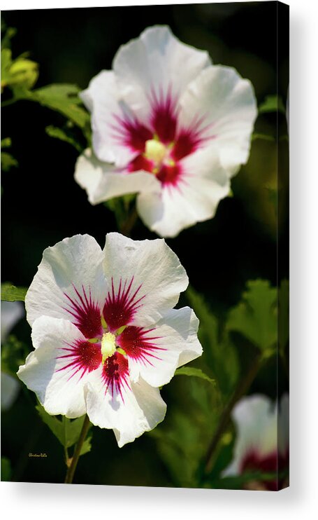 Hibiscus Acrylic Print featuring the photograph Rose of Sharon by Christina Rollo