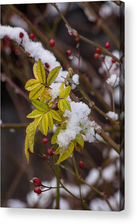 Late Autumn Acrylic Print featuring the photograph Rosehips And Leaves In Snow #2 by Irwin Barrett