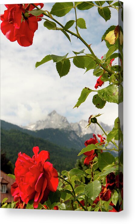 Garmischpartenkirchen Acrylic Print featuring the photograph Roses of the Zugspitze by KG Thienemann