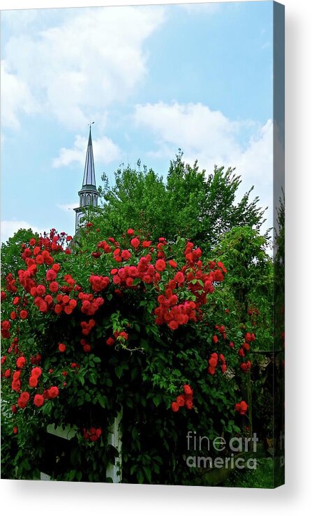 Mauricetown Acrylic Print featuring the photograph Roses on the Fence in Mauricetown by Nancy Patterson