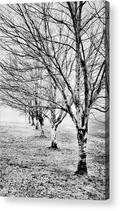 Greg Jackson Acrylic Print featuring the photograph Row of Leafless Trees in Fog - b/w by Greg Jackson
