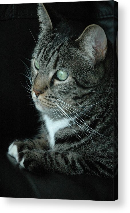 Cat Acrylic Print featuring the photograph Roxie by Frank Mari