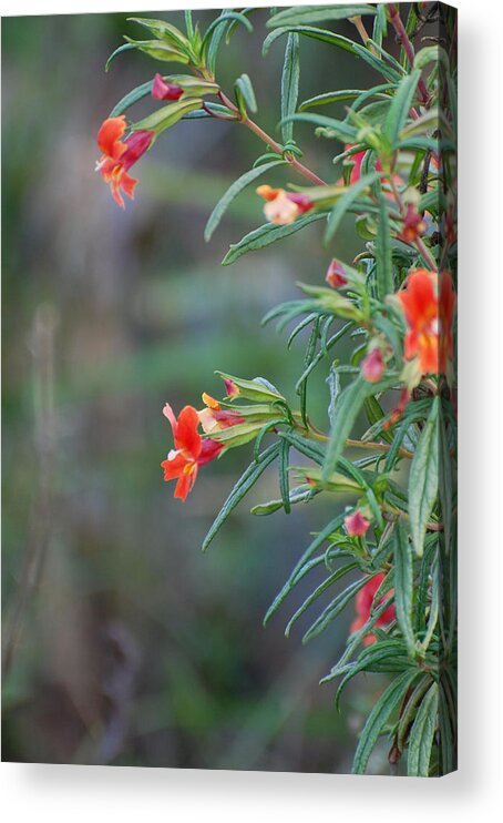 Red Acrylic Print featuring the photograph Ruby Throated Flowers by Jean Booth