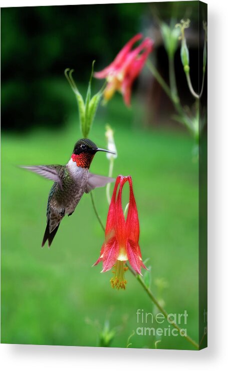 Green And Red Acrylic Print featuring the photograph Ruby-throated Hummingbird looking for food by Dan Friend