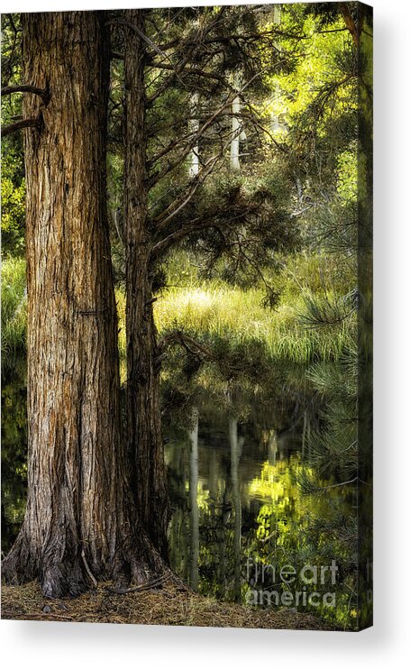 California Acrylic Print featuring the photograph Rush Creek Pines 2 by Timothy Hacker