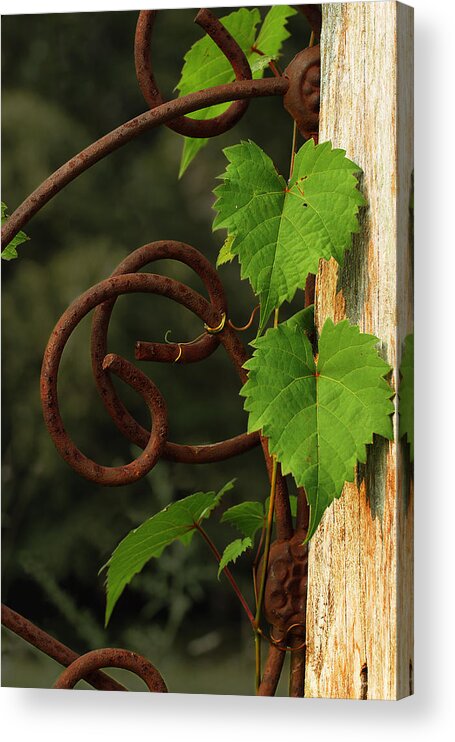 Grape Vine Acrylic Print featuring the photograph Rust Vine by Grant Groberg