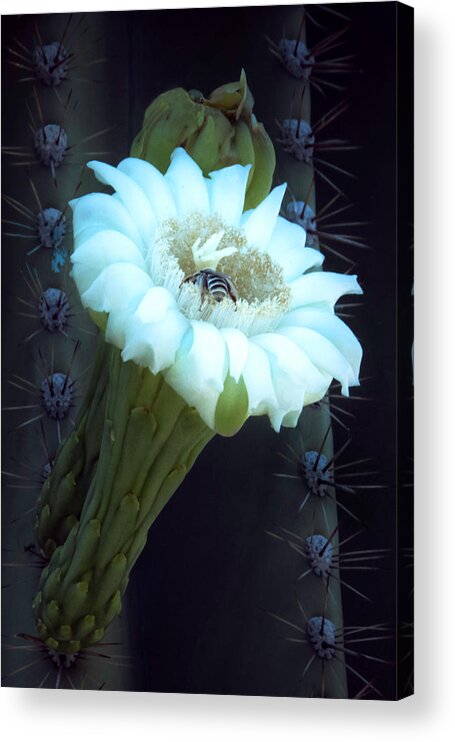 Saguaro Acrylic Print featuring the photograph Saguaro Flower by Mike Stephens