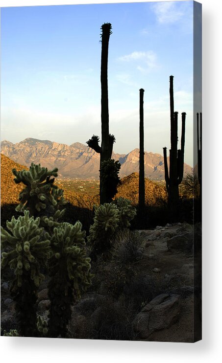Saguaro Acrylic Print featuring the photograph Saguaro Silhouette by Jill Reger