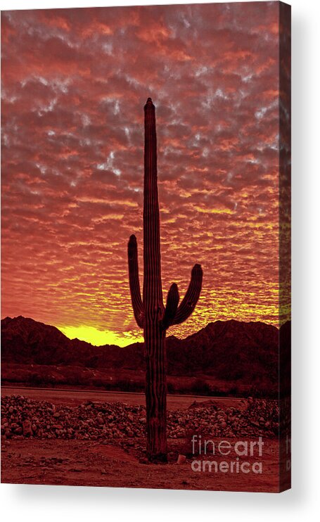 Cactus Acrylic Print featuring the photograph Saguaro Sunrise by Robert Bales
