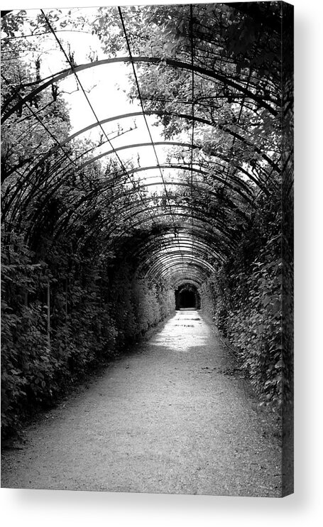 Salzburg Acrylic Print featuring the photograph Salzburg Vine Tunnel - By Linda Woods by Linda Woods