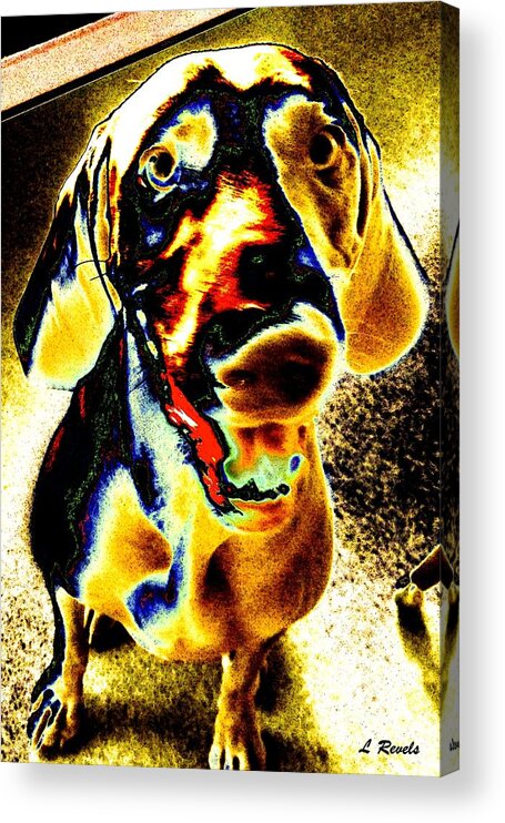Dog Acrylic Print featuring the photograph Sampson Smiles by Leslie Revels