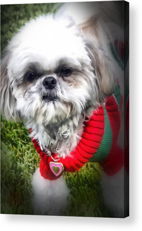 Dog Acrylic Print featuring the photograph Santas Helper by Kathy Tarochione