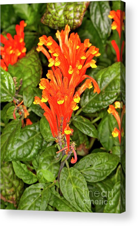 Skullcap Acrylic Print featuring the photograph Scarlet Skullcap - Scutellaria costaricana by Anthony Totah