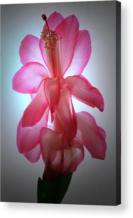 Christmas Cactus Acrylic Print featuring the photograph Schlumbergera Portrait. by Terence Davis