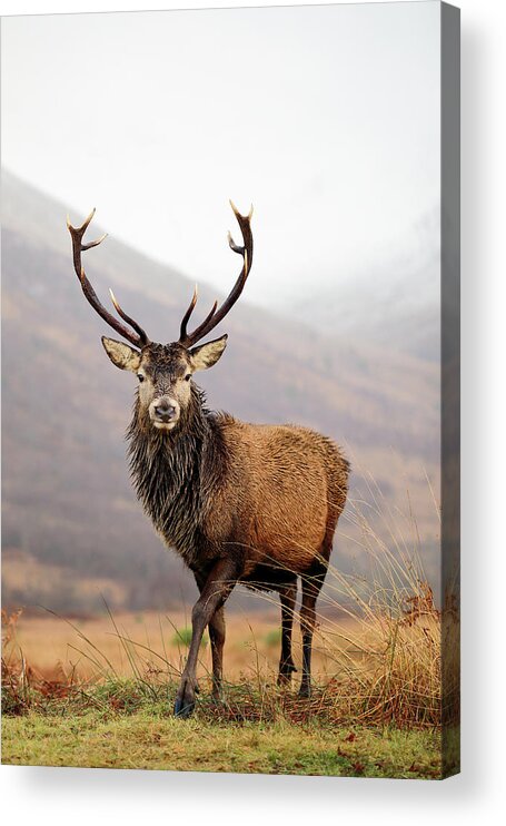 Glencoe Acrylic Print featuring the photograph Scottish Red Deer Stag - Glencoe by Grant Glendinning