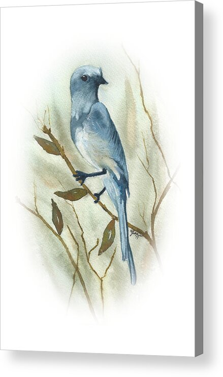 Blue Jay Acrylic Print featuring the painting Scrub Jay by Elise Boam