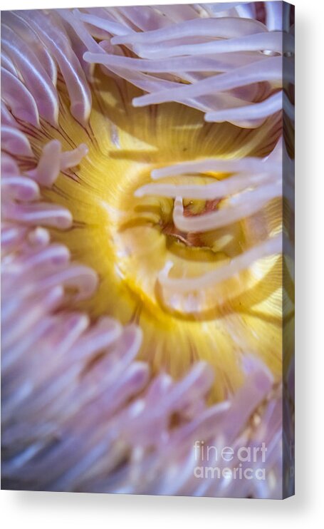 The Aquarium Of The Pacific Acrylic Print featuring the photograph Sea Anemones 4 by David Zanzinger