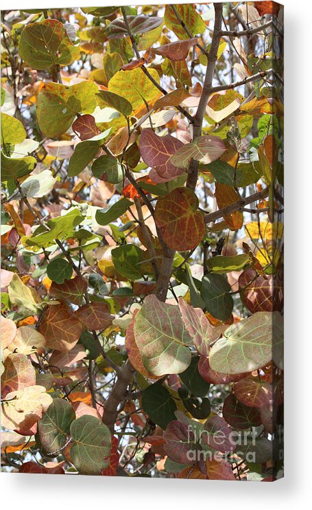 Sea Grapes Acrylic Print featuring the photograph Sea Grapes on Sanibel by Carol Groenen