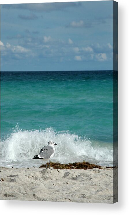 Seagull Acrylic Print featuring the photograph Seagull - South Beach Miami by Frank Mari