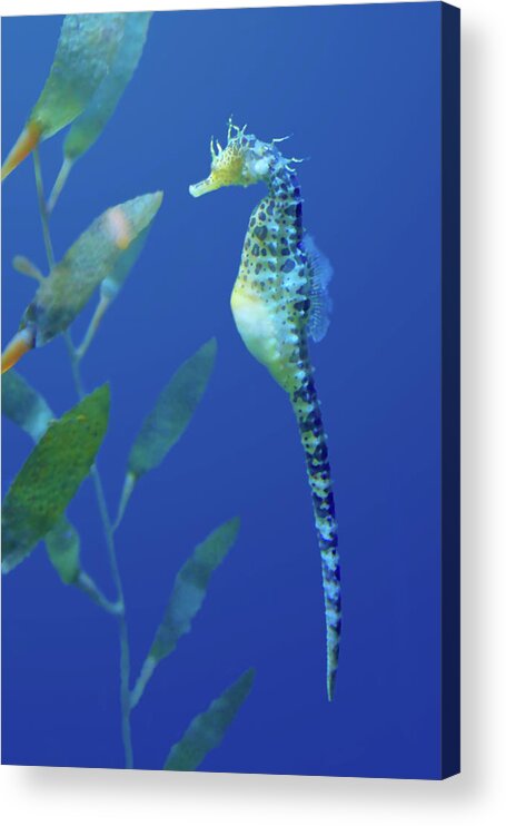 Aquarium Acrylic Print featuring the photograph Seahorse by Nikolyn McDonald