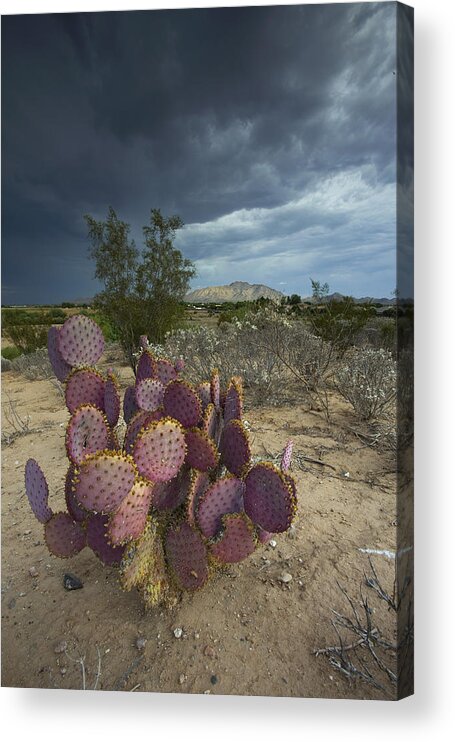 Desert Acrylic Print featuring the photograph Season of the Storm by Sue Cullumber