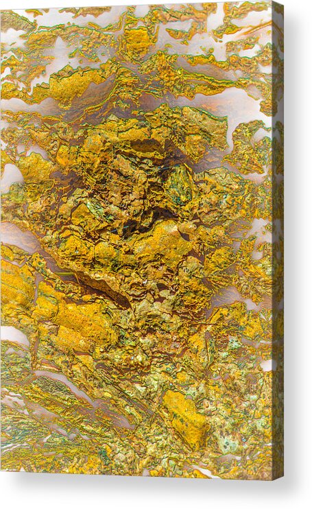 Tree Acrylic Print featuring the photograph Semi Translucent Bark Abstract by Bruce Pritchett