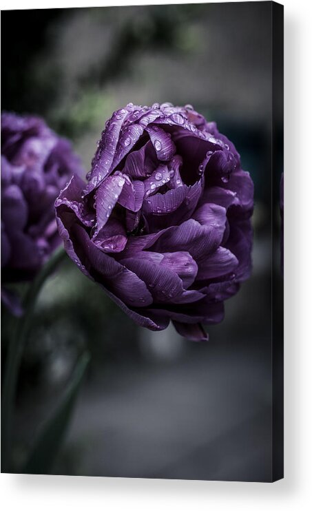 Macro Acrylic Print featuring the photograph Sensational Dreams by Miguel Winterpacht