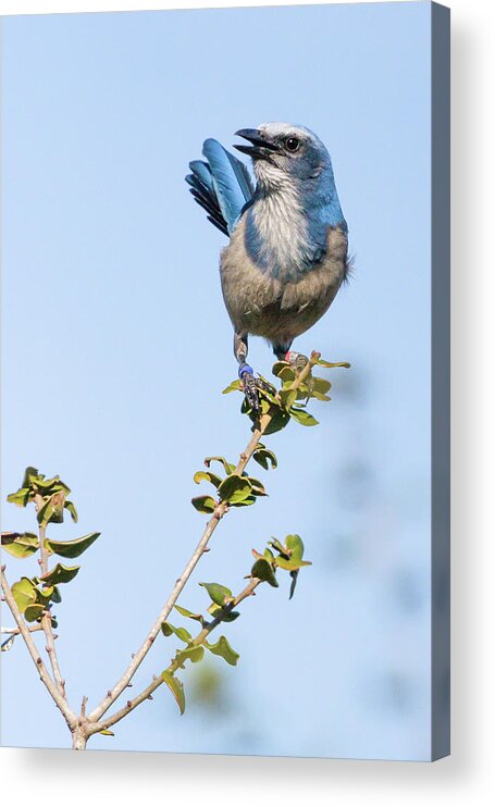 America Acrylic Print featuring the photograph Sentry Alert - Florida Scrub Jay by Dawn Currie