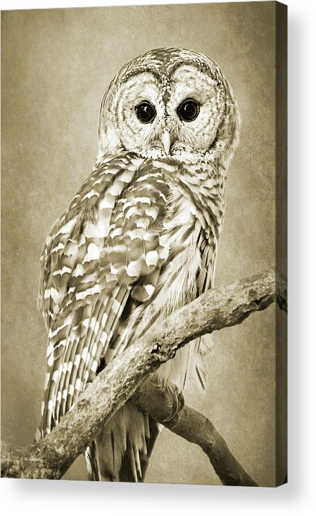 Owl Acrylic Print featuring the photograph Sepia Owl by Christina Rollo