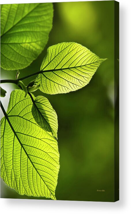 Leaves Acrylic Print featuring the photograph Shades Of Green by Christina Rollo