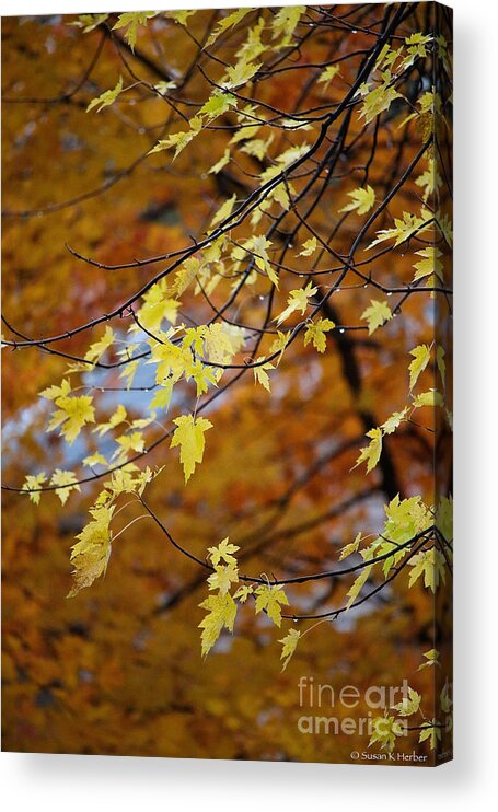 Outdoors Acrylic Print featuring the photograph Shades Of Ochre by Susan Herber