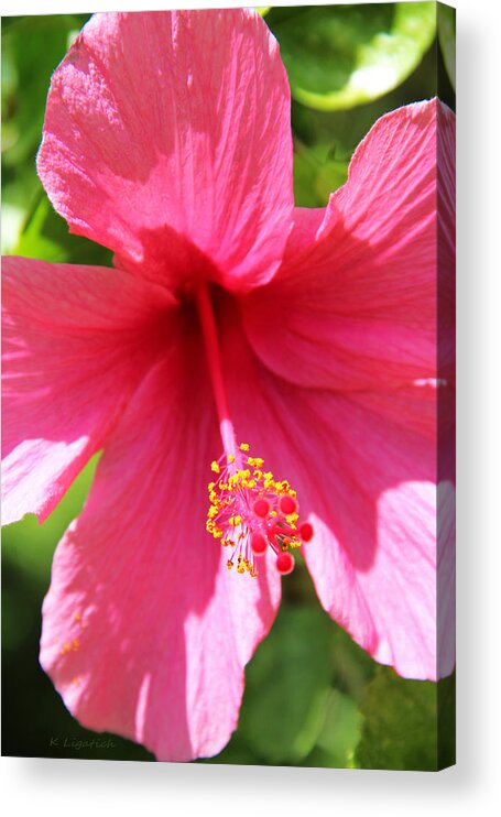 Hibiscus Acrylic Print featuring the photograph Shades of Pink - Hibiscus by Kerri Ligatich