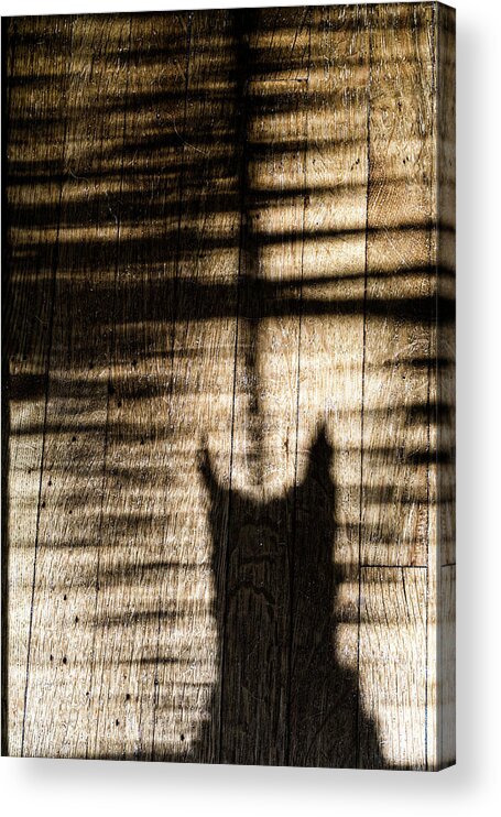 Jackie Moon Acrylic Print featuring the photograph Shadow Cat by Sharon Popek