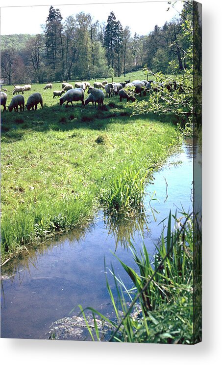 Sheep Acrylic Print featuring the photograph Sheep by Flavia Westerwelle