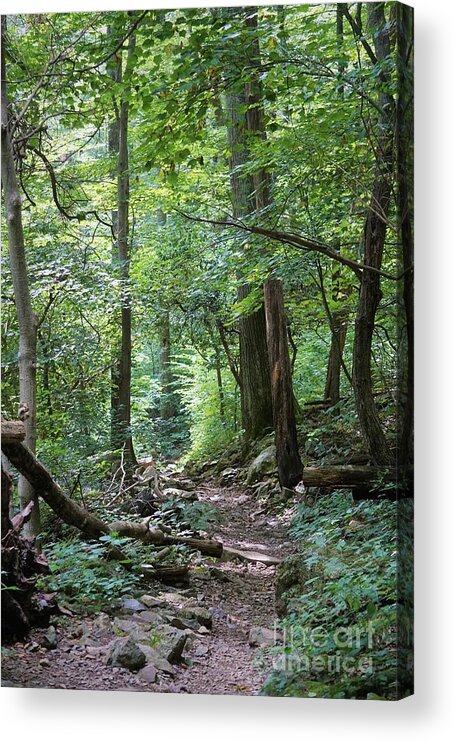 Trail Forest Shenandoah National Park Skyline Drive Blue Ridge Mountains Acrylic Print featuring the photograph Shenandoah Trail by Chris Jeanguenat