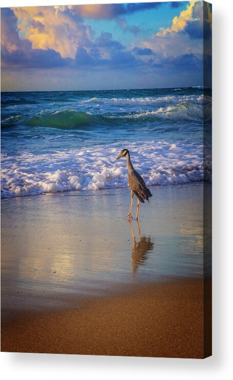 Bird Acrylic Print featuring the photograph Shorebird by Debra and Dave Vanderlaan